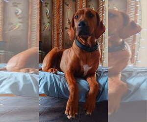 Rhodesian Ridgeback Puppy for sale in MYSTIC, CT, USA