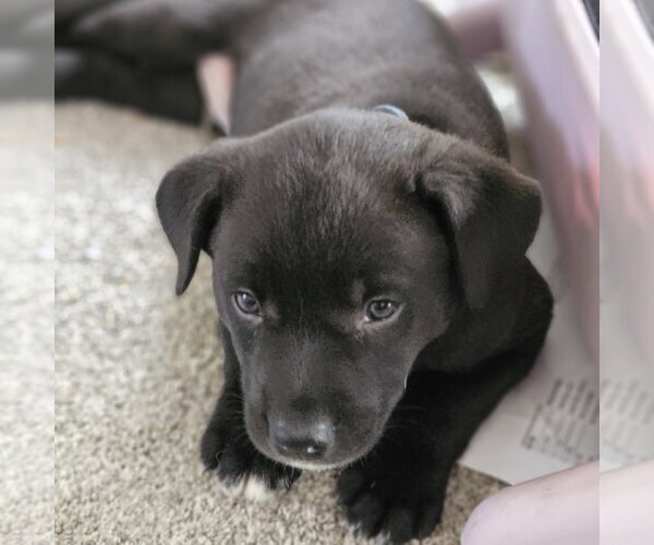 Medium Photo #1 Mutt Puppy For Sale in Fargo, ND, USA