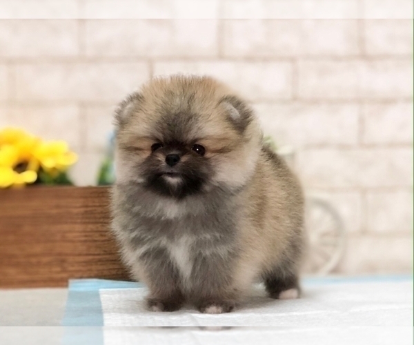 Medium Photo #2 Pomeranian Puppy For Sale in DALLAS, TX, USA