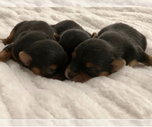 Yorkshire Terrier Puppy for Sale in SOUTH WALTHAM, Massachusetts USA