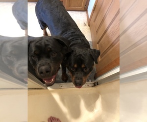Rottweiler Puppy for sale in BREMEN, MN, USA