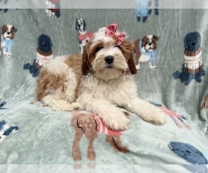 Cavapoo (Miniature) Puppy for sale in LAKELAND, FL, USA