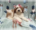 Small Cavapoo (Miniature)
