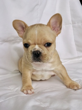 Medium Photo #5 French Bulldog Puppy For Sale in RALEIGH, NC, USA