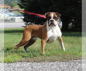 Father of the Boxer puppies born on 08/02/2025