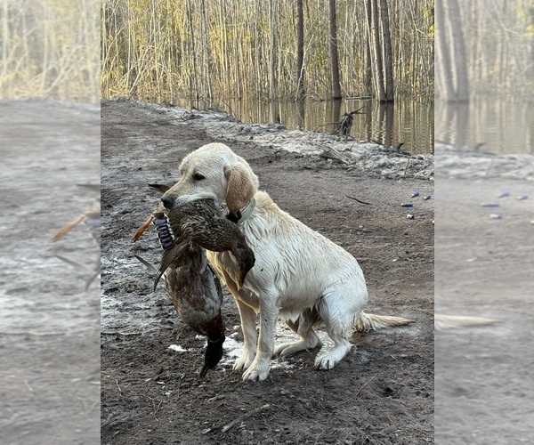 Medium Photo #1 Labrador Retriever Puppy For Sale in NORWAY, SC, USA