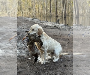 Father of the Labrador Retriever puppies born on 04/15/2025