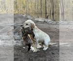 Small Photo #1 Labrador Retriever Puppy For Sale in NORWAY, SC, USA