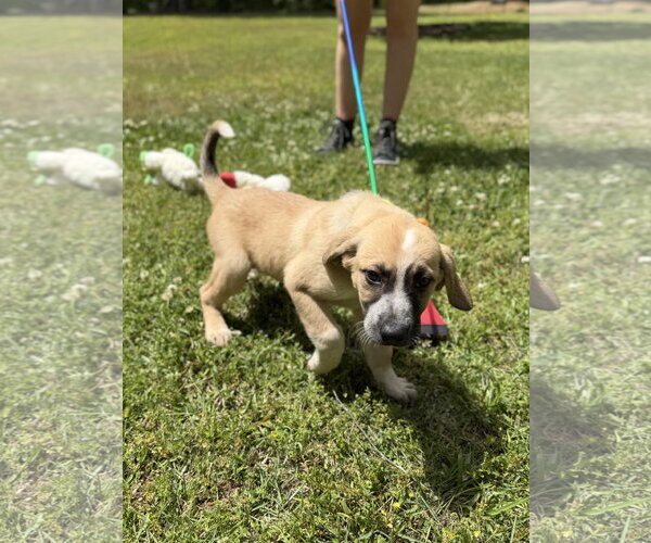 Medium Photo #3 Labrador Retriever Puppy For Sale in Yardley, PA, USA