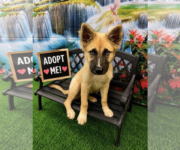 Medium Photo #2 Mutt Puppy For Sale in Euless, TX, USA