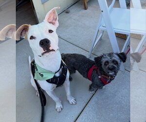 Noor - Male American Pit Bull Terrier-Unknown Mix Dog for Adoption - Photo #2