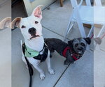 Small #1 American Pit Bull Terrier Mix