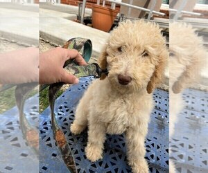Poodle (Standard) Puppy for sale in MAGNOLIA, KY, USA