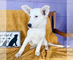 Unknown-white german shepherd Mix Dogs for adoption in Genesee, WI, USA