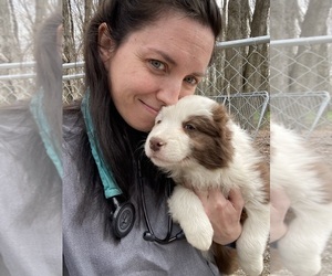 Medium Border Collie