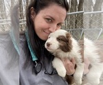 Puppy Bobbin Border Collie