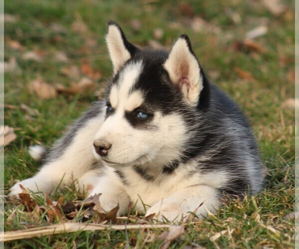 Medium Photo #7 Siberian Husky Puppy For Sale in STEVENS, PA, USA