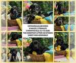 Small #3 Catahoula Leopard Dog-Labrador Retriever Mix