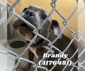 Medium American Pit Bull Terrier Mix
