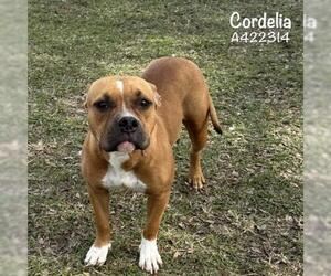 American Pit Bull Terrier Dogs for adoption in Conroe, TX, USA