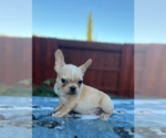 Small #1 French Bulldog