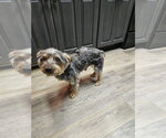 Small #2 Mutt