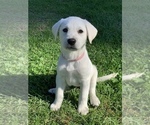 Small Photo #5 Labrador Retriever Puppy For Sale in AZUSA, CA, USA