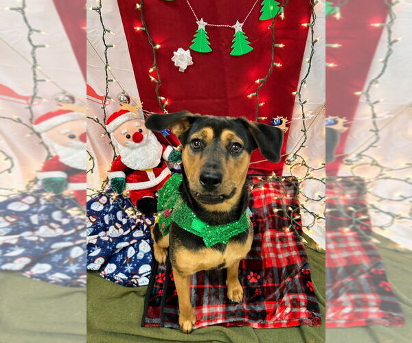 Medium Photo #2 Mutt Puppy For Sale in Bryant, AR, USA