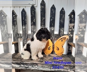 Newfoundland-Poodle (Miniature) Mix Puppy for Sale in SHIPSHEWANA, Indiana USA