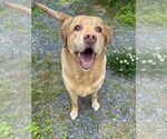 Small #2 Labrador Retriever