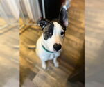 Small #5 Mutt