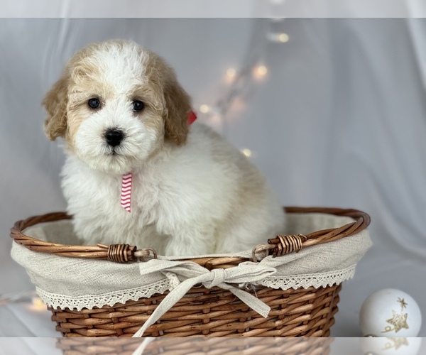 Medium Photo #1 Poodle (Toy) Puppy For Sale in HOUSTON, TX, USA