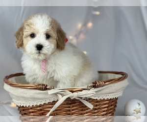 Poodle (Toy) Puppy for Sale in HOUSTON, Texas USA