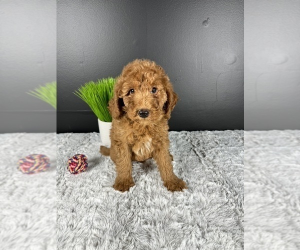 Medium Photo #3 Goldendoodle (Miniature) Puppy For Sale in GREENWOOD, IN, USA