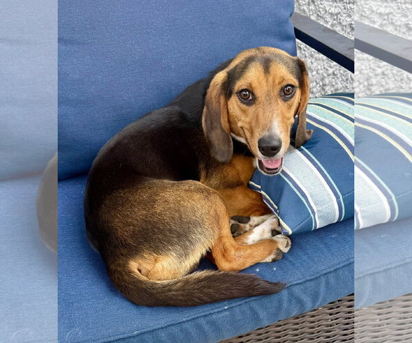 Medium Photo #14 Beagle Puppy For Sale in Dunnellon, FL, USA