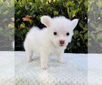 Small #1 Jack Russell Terrier Mix