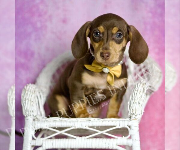 Medium Photo #5 Dachshund Puppy For Sale in WARSAW, IN, USA