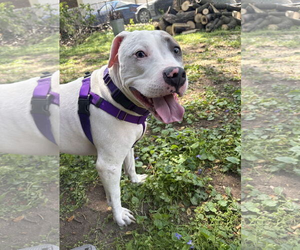 Medium Photo #13 Mutt Puppy For Sale in Philadelphia, PA, USA