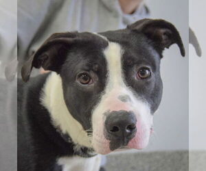 American Staffordshire Terrier-Border Collie Mix Dogs for adoption in Huntley, IL, USA