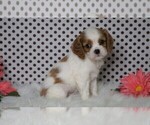 Small #2 Cavalier King Charles Spaniel