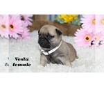 Small #11 Pug