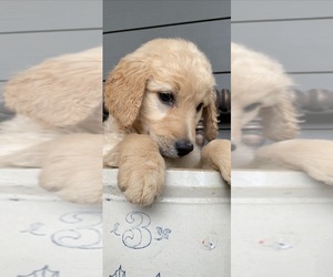 Goldendoodle Puppy for sale in WALNUT GROVE, MO, USA