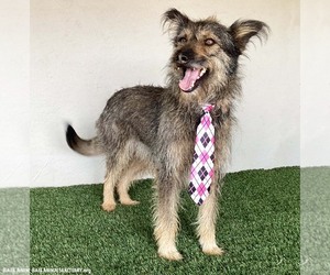 Paco - Male Mutt Dog for Adoption - Photo #2