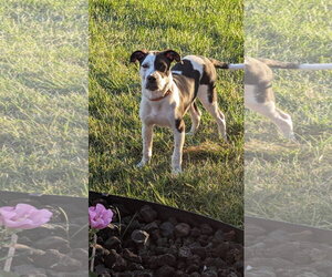 Cruiser Burt - Male American Pit Bull Terrier-Unknown Mix Dog for Adoption - Photo #7