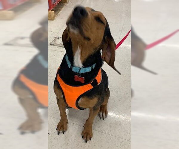 Medium Photo #9 Black and Tan Coonhound Puppy For Sale in Westminster, MD, USA