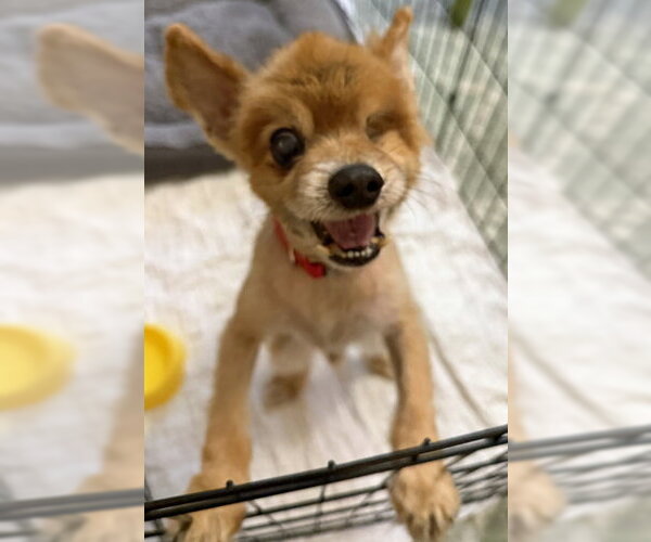 Medium Photo #3 Pomeranian Puppy For Sale in Arlington, VA, USA