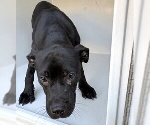 Labrador Retriever-Unknown Mix Dogs for adoption in Houston, TX, USA