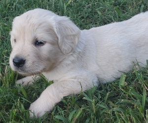 Golden Retriever Puppy for sale in DECKER PR, TX, USA