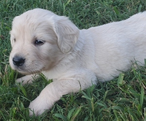 Medium Golden Retriever