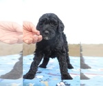 Small Photo #10 Goldendoodle Puppy For Sale in UNION CITY, TN, USA